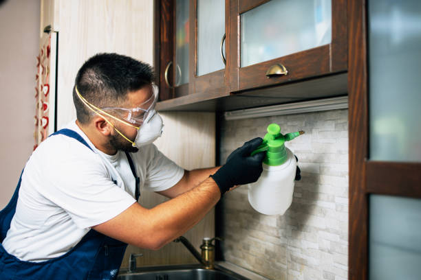 Best Flea Control Services  in Lesslie, SC