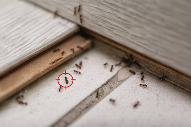 Best Spider Control Near Me  in Lesslie, SC