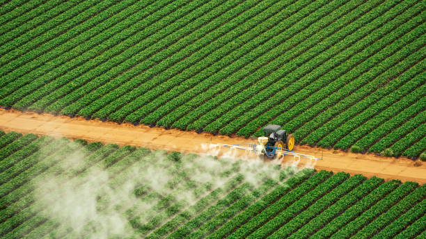 Best Local Pest Control Services  in Lesslie, SC