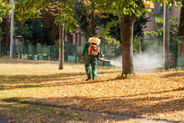 Best Insect Control  in Lesslie, SC