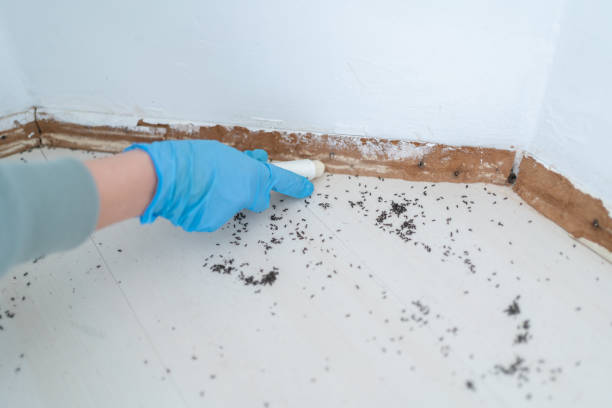 Best Local Pest Control Services  in Lesslie, SC